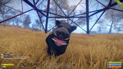 Pumba boar